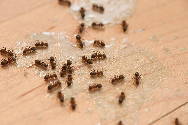 Best Pest Prevention Services  in Pine Bush, NY